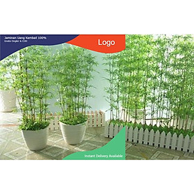 Mua 1 BỤI CÂY GIỐNG TRÚC QUÂN TỬ CAO 2M CAM KẾT GIỐNG CHUẨN LOẠI 1