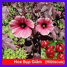 Cây bụp giấm Châu Phi ( Hibiscus lá đỏ) + tặng phân bón cho cây