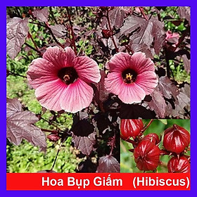 Mua Cây bụp giấm Châu Phi ( Hibiscus lá đỏ) + tặng phân bón cho cây