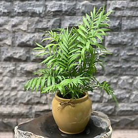 Cây Cau Tiểu Trâm