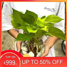 Mua (HÀNG MỚI VỀ) TRẦU BÀ THUỶ SINH