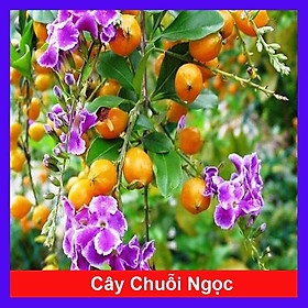 Cây chuỗi ngọc hoa tím - cây cảnh đẹp - thích hợp trồng hàng rào trang lối đi sân vườn + tặng phân bón