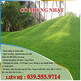 Mua Hạt Giống Cỏ Nhung Nhật Trang Trí Sân Vườn 50gram