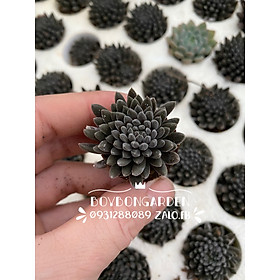 Mua CÂY SEN ĐÁ VỈ NHÍM ĐEN MUA 10 TẶNG 1