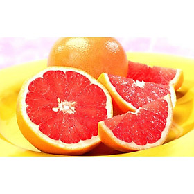 Mua cây giống cam cara ruột đỏ