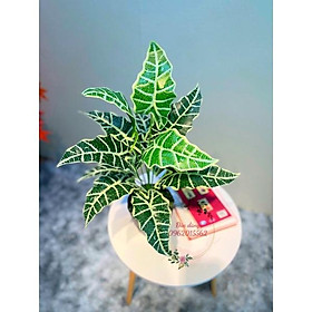 Chậu cây giả để bàn làm việc ,bình hoa để bàn trang trí