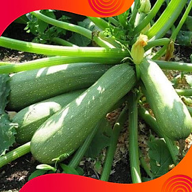 05 Gói Hạt Giống Bí Zucchini ( Bí Ngòi Xanh )