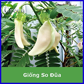 Mua Hạt Giống Cây So Đũa Bông Trắng Dễ Trồng