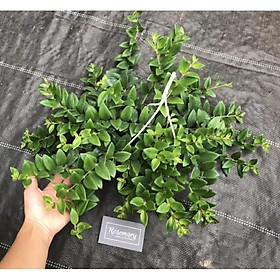 Mua Chậu cây SON MÔI treo  hoa cho đỏ rực rỡ