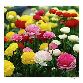 Combo 10 CỦ GIỐNG HỒNG RI BA TƯ