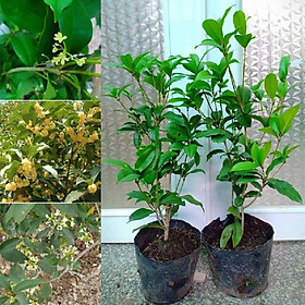 Mua Cây mộc hương ta hoa vàng