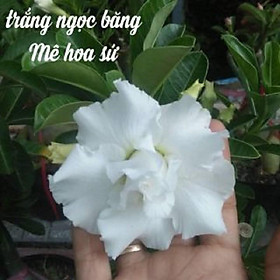Mua CÂY HOA SỨ THÁI CÁNH KÉP   NGỌC BĂNG- TRẮNG   - BẢO HÀNH MẶT HOA KÉP Y ẢNH