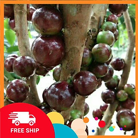 Cây đẹp, Cây nho thân gỗ loại nhớ cao 80cm
