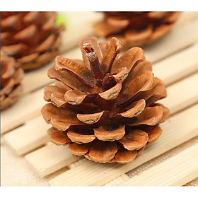 Mua Quả Thông khô - Trang trí noel