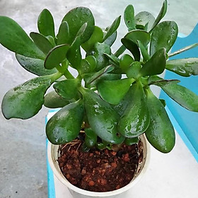Sen đá ngọc bích - Cây nội thất trồng trong nhà