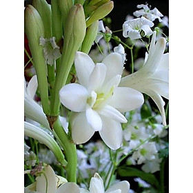 Mua Củ huệ hương trắng kép cho hoa quanh năm
