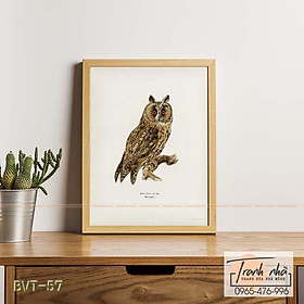 Mua Tranh canvas vintage  - Cú lửa (Asio otus) - BVT-57