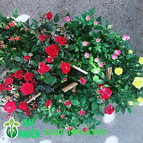 Mua Hoa Hồng Siêu Nụ 120k/chậu (được chọn màu)