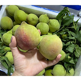 CÂY GIỐNG ĐÀO MỎ QUẠ SAPA SIÊU NGỌT,SIÊU QUẢ-DÒNG QUẢ SỚM-CAM KẾT GIỐNG CHUẨN F1