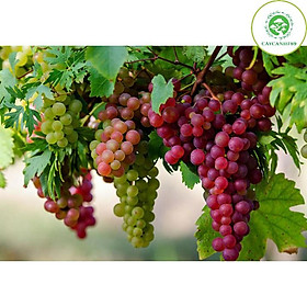 Mua Cây nho ninh thuận (ảnh thật)
