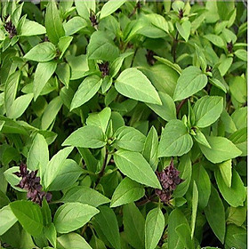 82A Hạt Giống Rau Húng Quế 2g