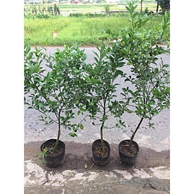 Mua sản phẩm CÂY CHANH ĐÀO SẴN QUẢ