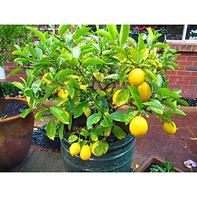 Mua CÂY CHANH VÀNG HAWAI MỸ cây đẹp  giá rẻ  cam kết chất lượng