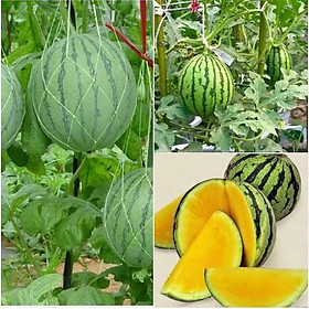 Combo 4 gói Hạt giống dưa hấu ruột vàng  -1 gói  10 hạt-tặng kèm 1 gói phân bón