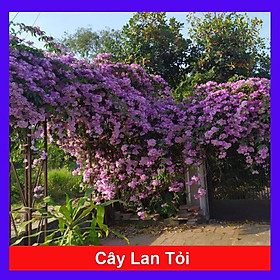 Cây lan tỏi đuổi rắn trồng hàng rào + tặng phân bón cho cây mau lớn