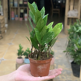 Cây kim tiền đặt bàn phong thuỷ hợp mệnh kim và mộc