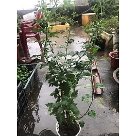 Cúc vàng rủ đang nụ thân tree