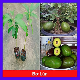 Mua Cây bơ giống lùn Thanh Sơn - cho trái sớm  trái to ăn rất ngon + tặng phân bón