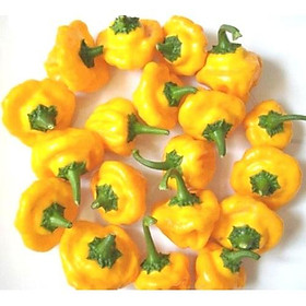 Mua Hạt Giống Ớt JAMAICA Siêu Cay - 10 hạt