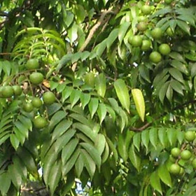 Mua Cây Giống Sấu Ghép  Cao Từ 60-80cm