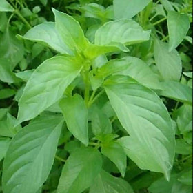 Mua Hạt giống Rau thơm Lá É Trắng - Húng trắng