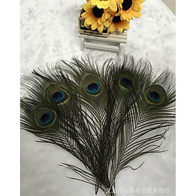 Mua Lông chim công trang trí combo 10 chiếc (60-70cm)