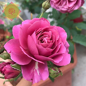 Mua Cây hoa hồng ngoại AOI Nhật (bụi) cực sai hoa - Hoa hồng Thăng Long Flower