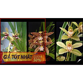 Hoa lan kiếm, COMBO 3 THÂN ĐỊA lan kiếm hồng hoàng tây bắc, thân to, hoa đẹp, thơm lâu tàn, dễ sống