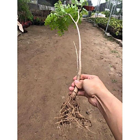 Mua Hoa tử đằng thân gỗ + Tặng 01 cây dâu da đất( bòn bon)