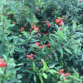 Mua Giống Cây Lựu Đỏ Pháp Chất Lượng Cao  Chống Chịu Tốt  Quả Đỏ Rất Ngọt