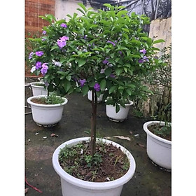 Cây giống hoa nhài nhật tim đổi màu - cây tree dáng 1 thân
