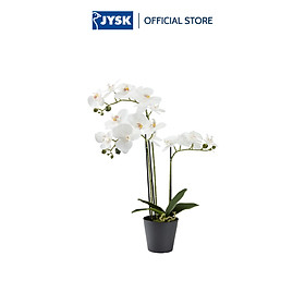 Mua Cây trang trí | JYSK Matinus | nhựa PE/thép | xanh lá/trắng | C62cm