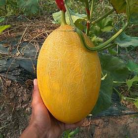Mua Hạt giống dưa lưới Hami vỏ vàng