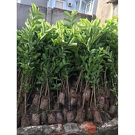 Mua CÂY GIỐNG ỔI TỨ QUÝ (ỔI GĂNG  ỔI ĐÔNG DƯ) SIÊU NGON SIÊU QUẢ- CAM KÊT GIỐNG CHUẨN F1 - CGOTQ4MDD