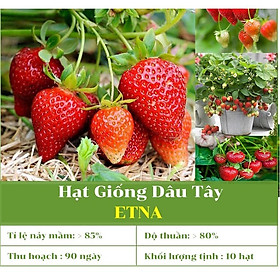 Hạt giống Dâu Tây chịu nhiệt Etna Rạng Đông GÓI 10 HẠT Dâu tây có màu đỏ tươi, mọng nước, hương vị ngọt ngào