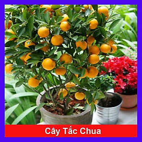 Mua Cây tắc chua ( cây quất  cây hạnh ) - cây đang cho trái + tặng phân bón