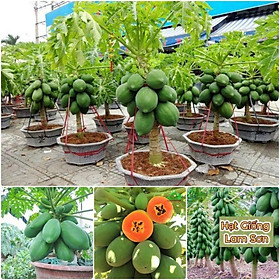 Mua HẠT GIỐNG ĐU ĐỦ SIÊU LÙN  DA XANH RUỘT ĐỎ - Siêu Trái  Siêu Ngọt Đặc Ruột.