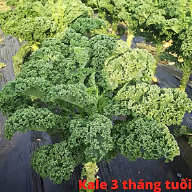 Mua Hạt Giống cải xoăn Xanh  cải xoăn Kale (gần 800 hạt)