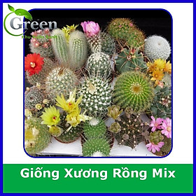Mua Hạt Giống Cây Xương Rồng Mix