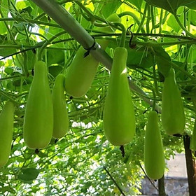 Mua Hạt giống Bầu xị F1 siêu trái - trong gói 20h